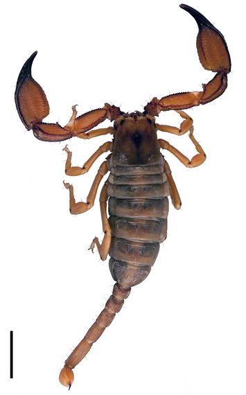 preview Scorpiops kraepelini Lourenço, 1998